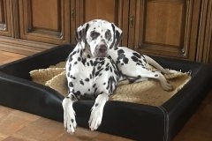 Fee Amilia vom Hause Fiedanu „Mia“